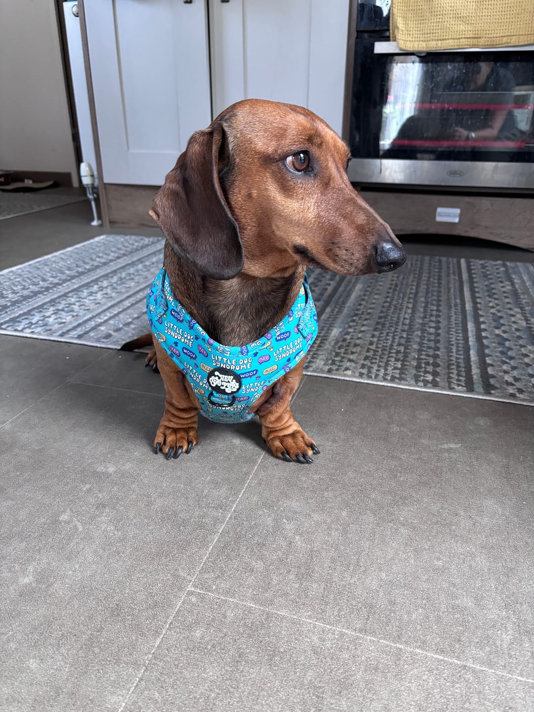 Customer photo review of Little dog syndrome harness