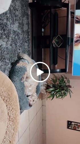 Customer video review of Cama Antiestrés para Perros