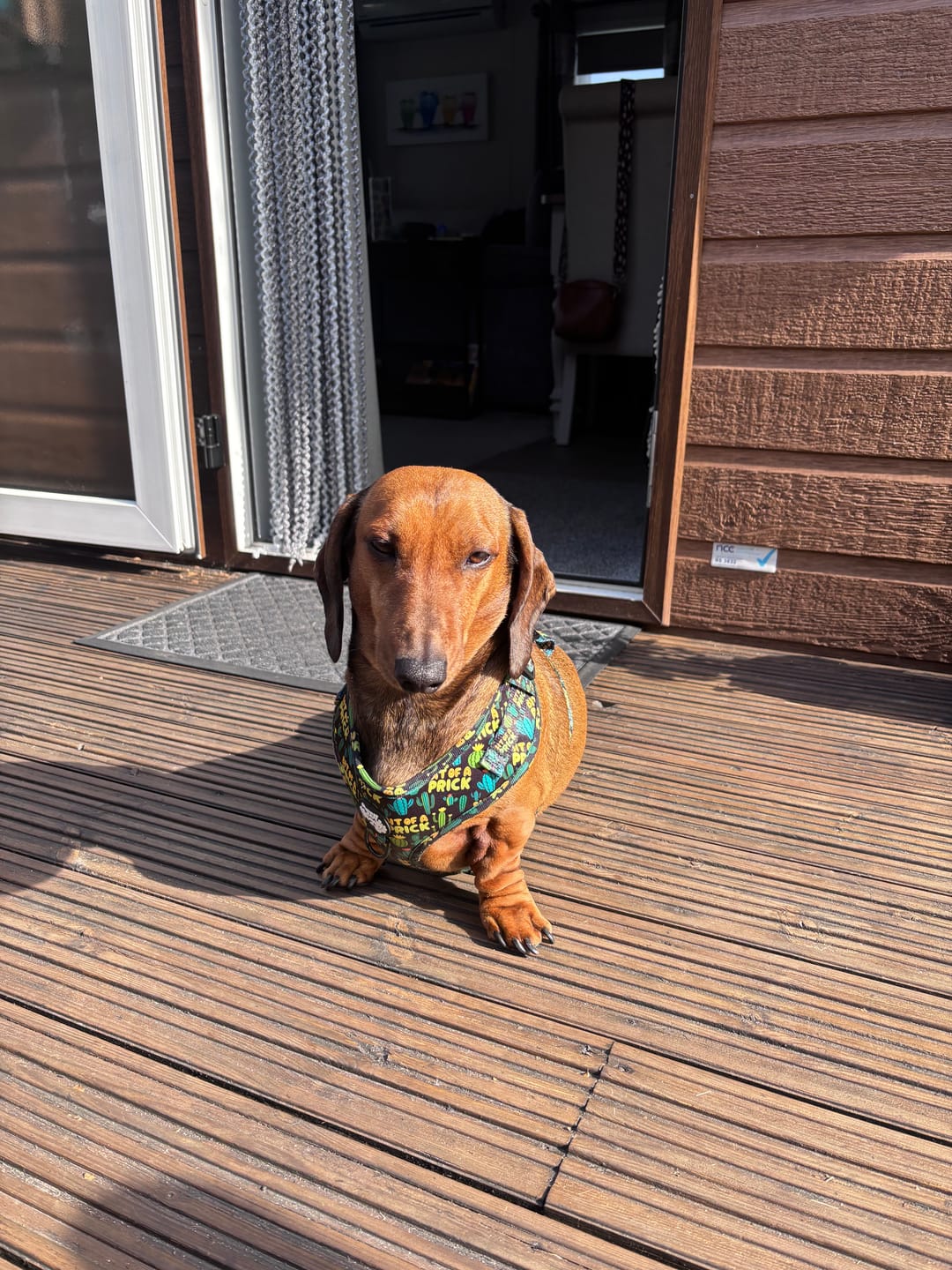 Customer photo review of Bit of a prick harness