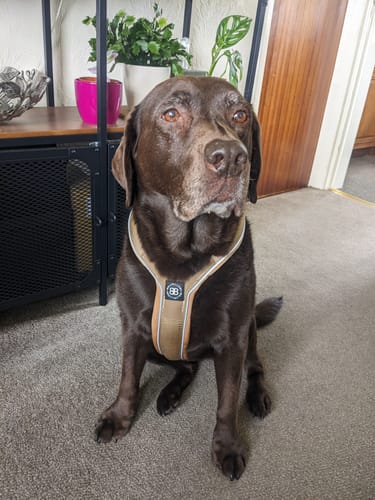 Charlotte H. review of Slip on Harness | Foam Padded - Tan image 1 out of 1