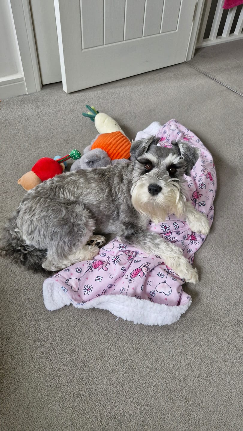 Customer photo review of Disney© Dog Blanket - Piglet