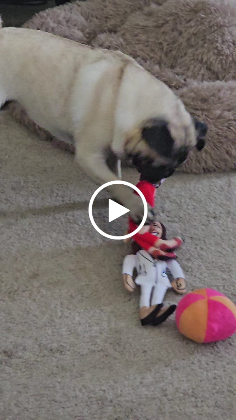 Customer video review of Joe Biden Kamala Harris & Nancy Pelosi Starter Pack Tough Plush Dog Chew Toys with Squeakers - Official Republican Dogs