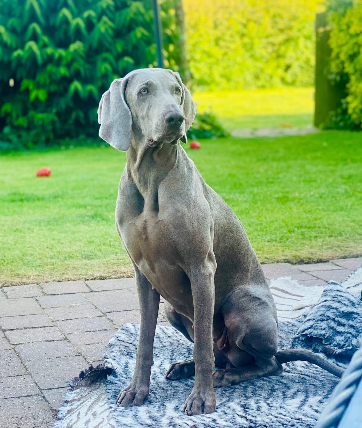 Customer photo review of Baby Fresh Dog Conditioner