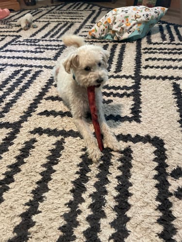 Customer photo review of 12 Inch Jumbo Bully Stick