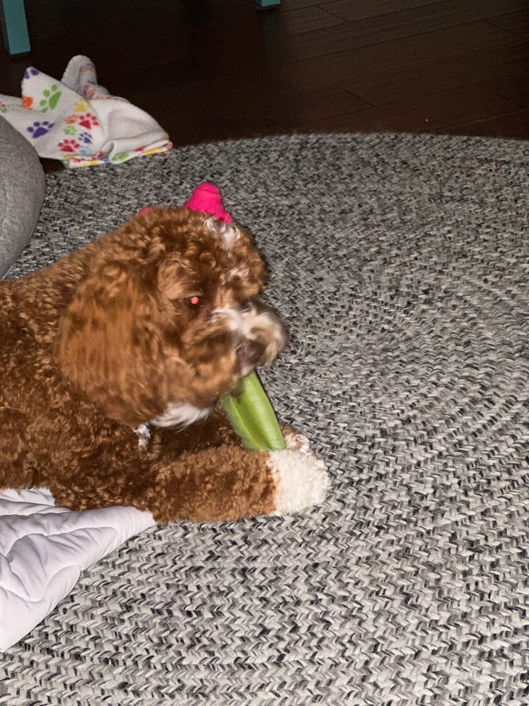Customer photo review of Mint Yak Chews One Size Fits All