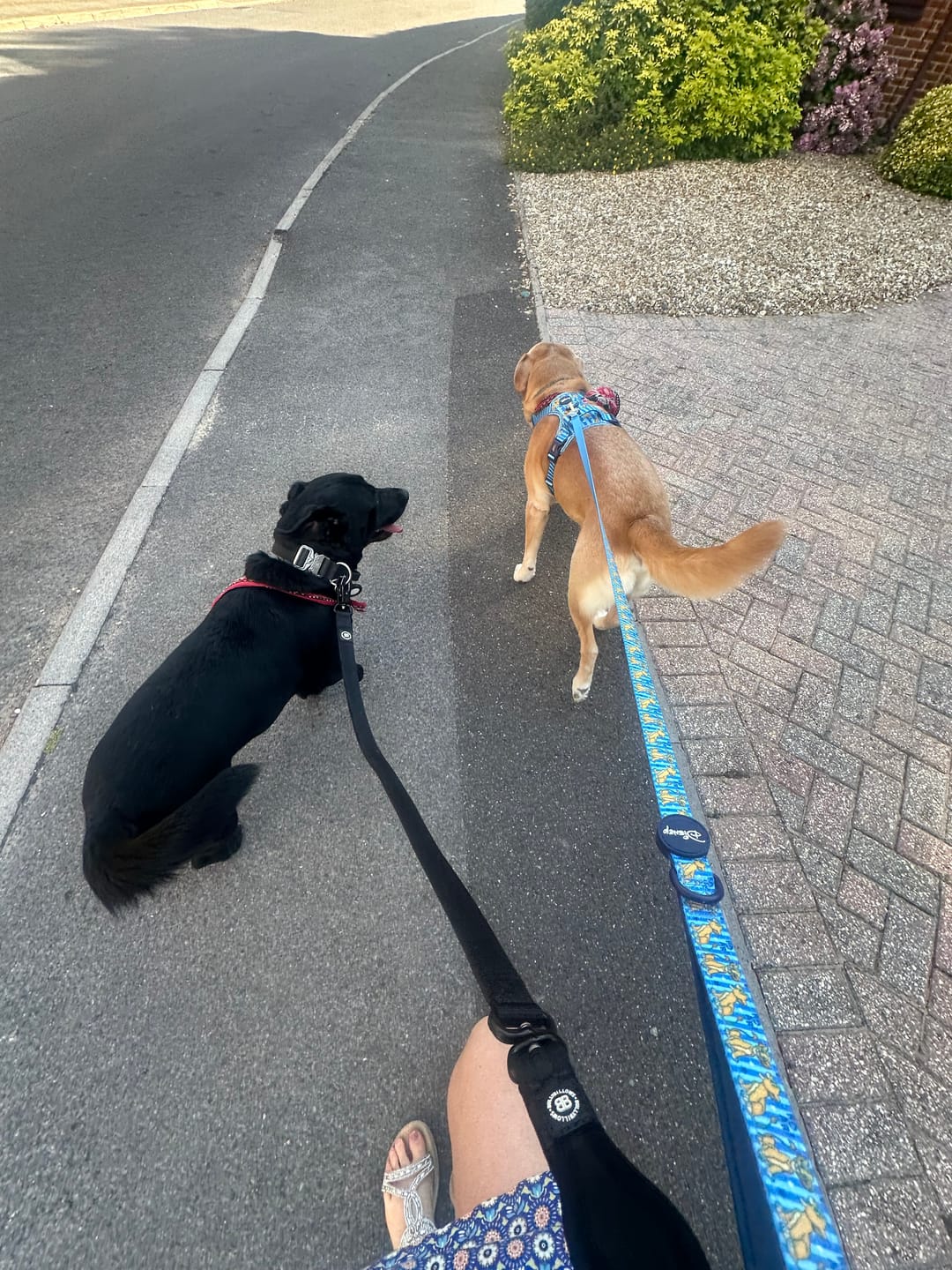 Customer photo review of Disney© Tough Trails™ Harness - Simba