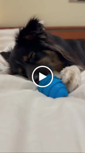 Customer video review of Treat Cone
