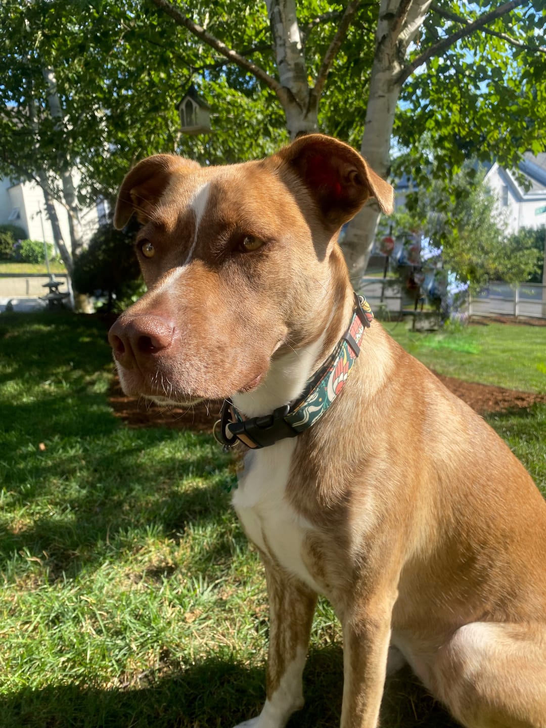 Customer photo review of NOOM: Artist Series Collar