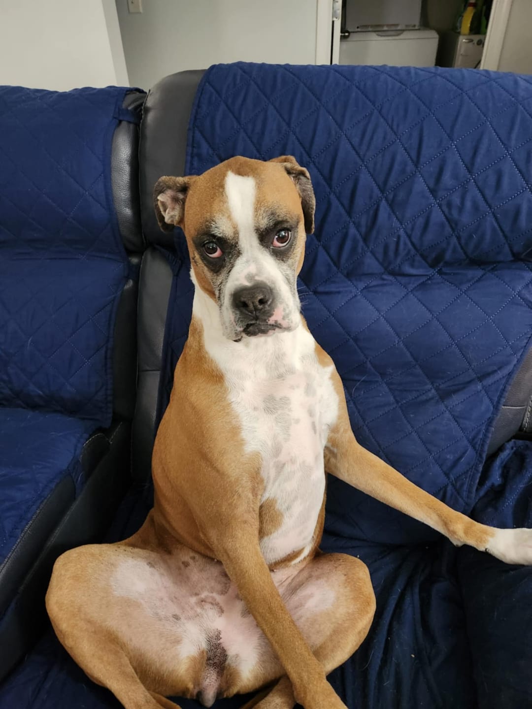 Customer photo review of Dog UTI & Kidney Support Remedy