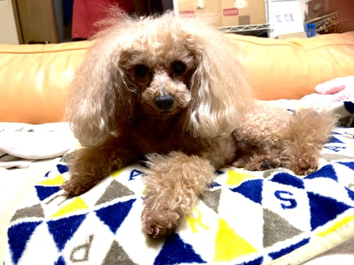 Customer photo review of FunFunPet 高機能ハーネス（お名前タグ作成サービス付き）