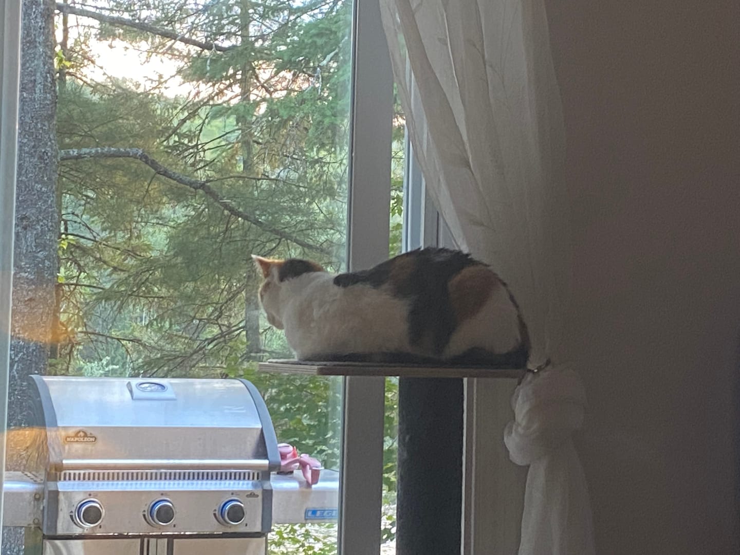 Customer photo review of Noba Modern Plywood 3-Level Cat Tree