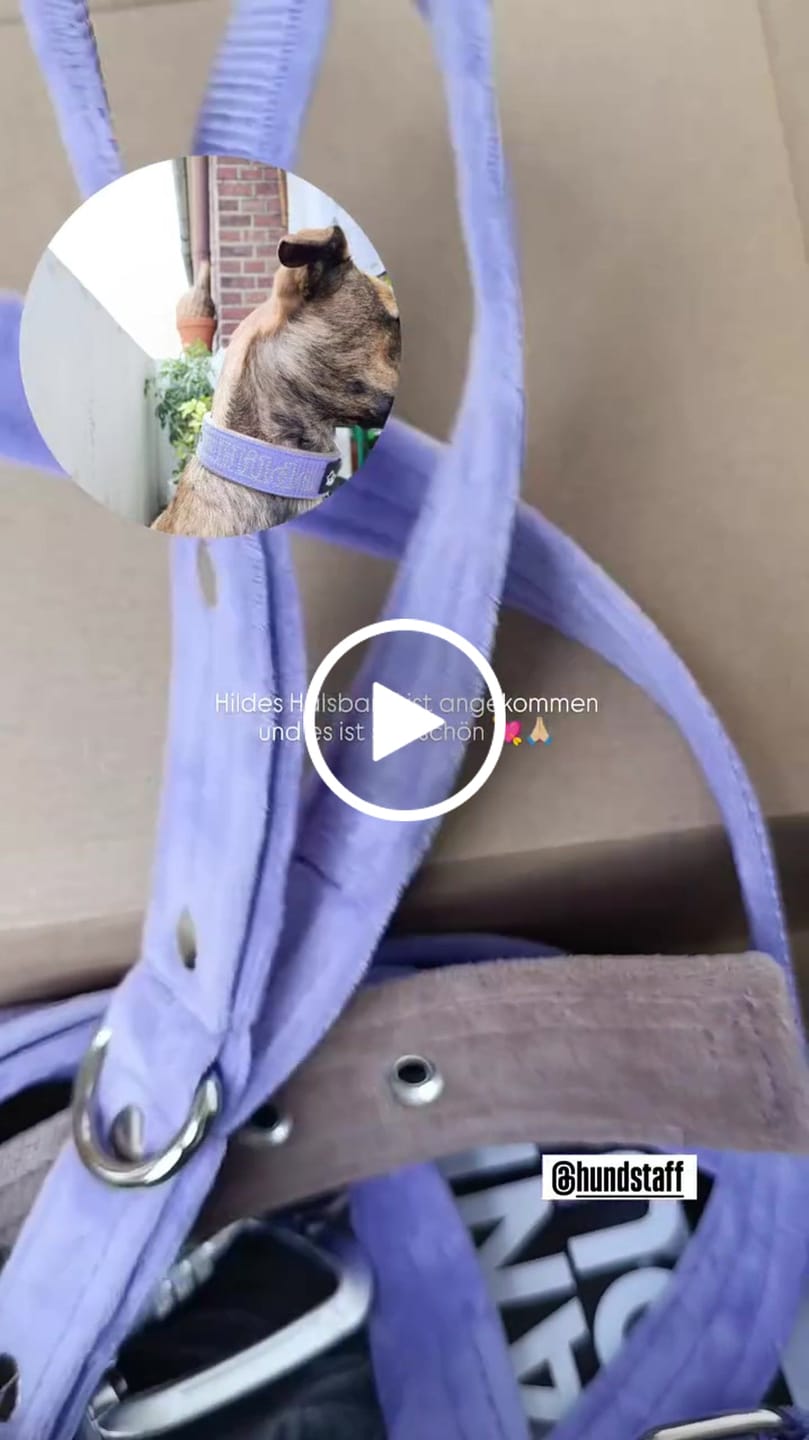 Customer video review of Hundhalsband med namn