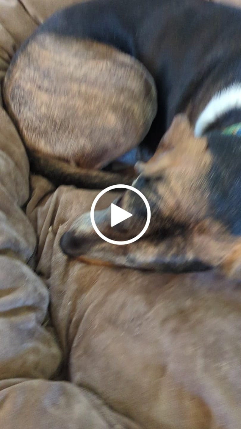 Customer video review of Beef Cheek Sticks