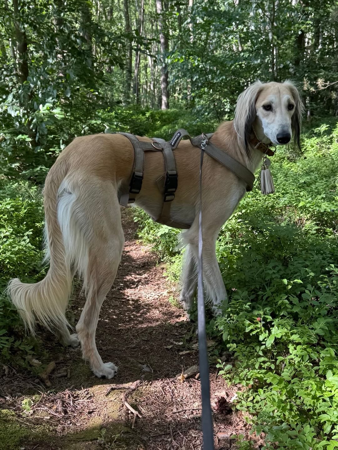Customer photo review of Sicherheitsgeschirr FUN "Golden Sand"