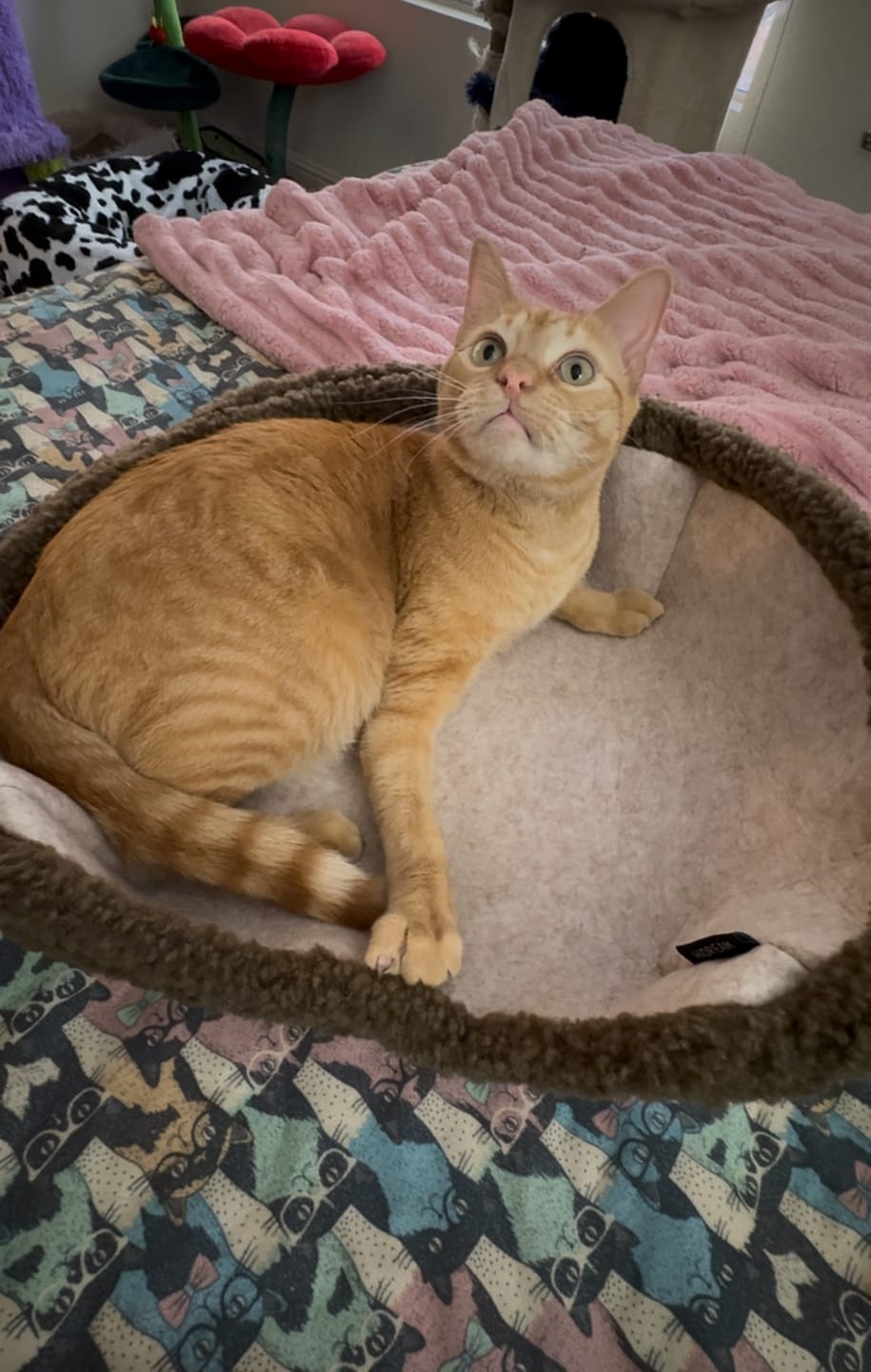 Customer photo review of Semi-Enclosed Dual-Mode Shell Cat Bed