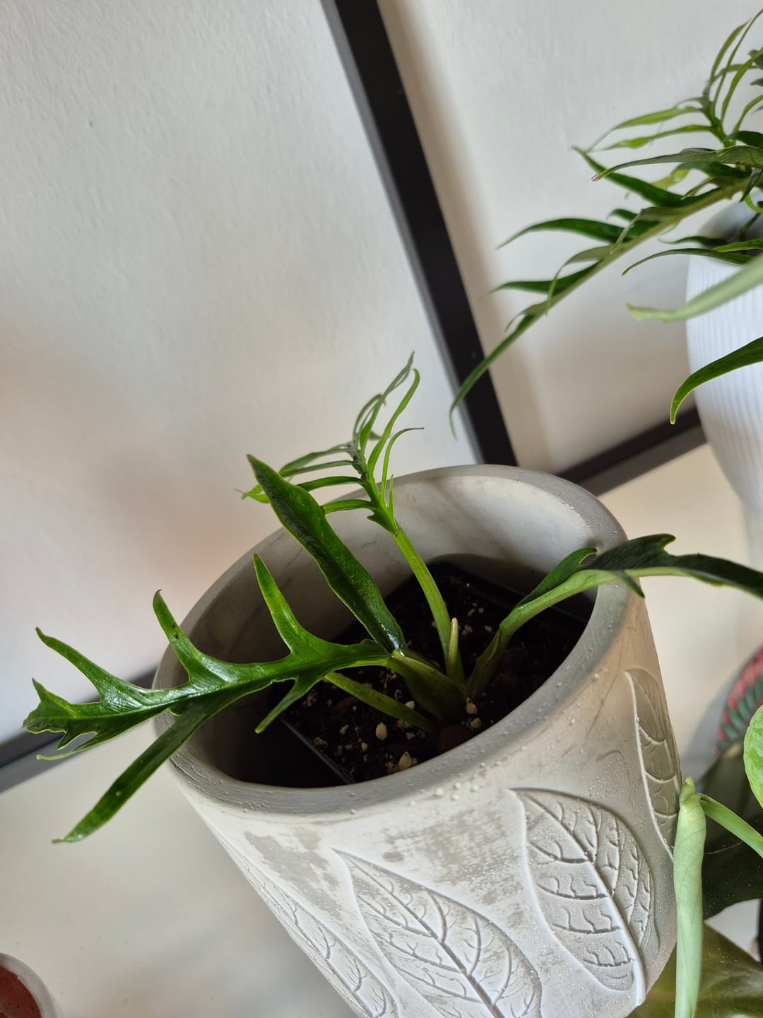Customer photo review of PHILODENDRON TORTUM