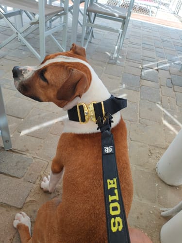 Customer photo review of Collare Crime 5cm