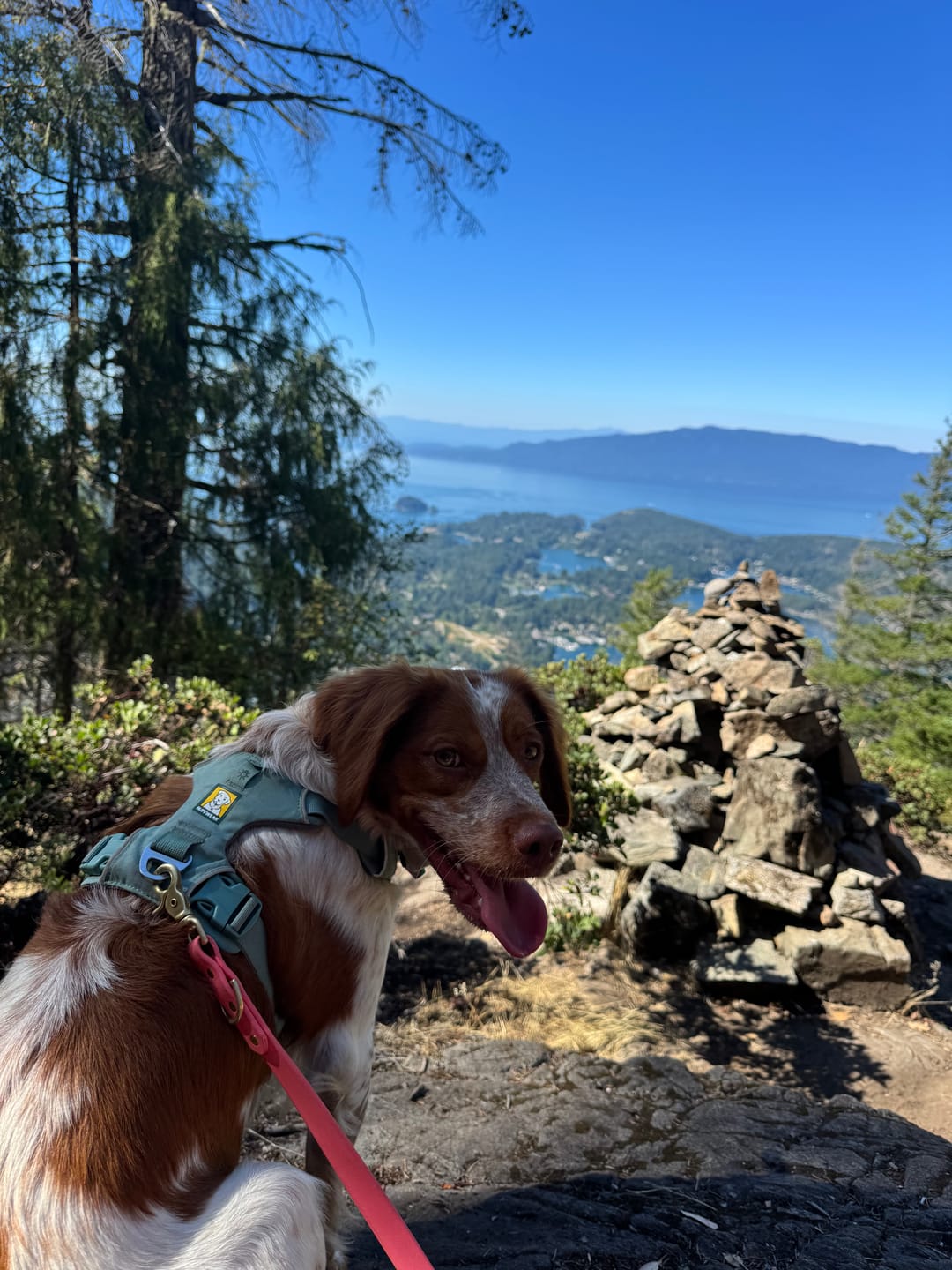 Customer photo review of Hibiscus - Classic Biothane Dog Leash