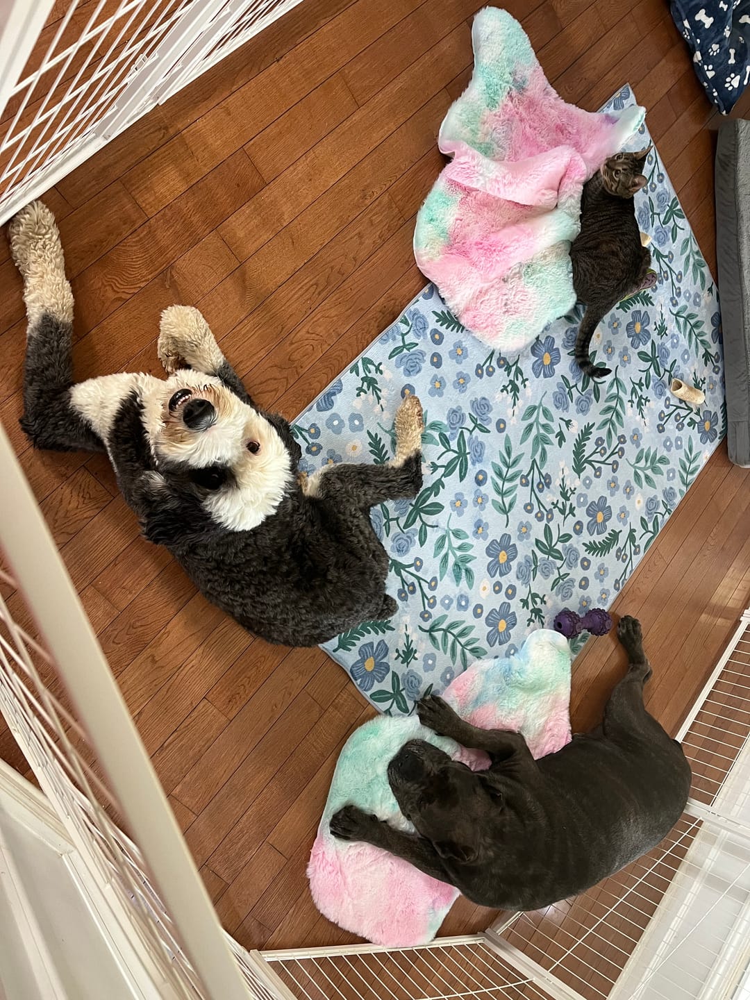 Customer photo review of Homeplus Dog Playpen for Indoor Use