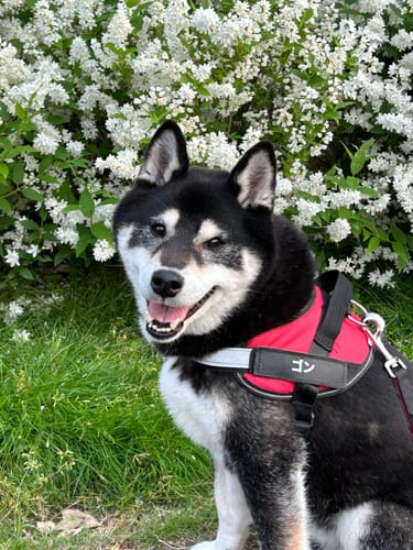 Customer photo review of ハーネス専用お名前タグ（２枚セット・マジックテープ式）