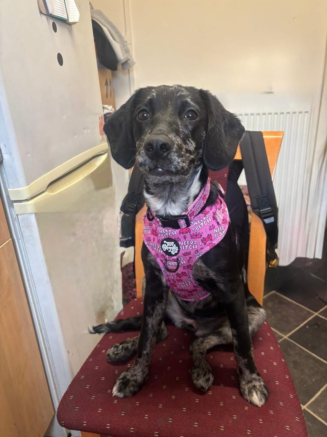 Customer photo review of Needy bitch harness