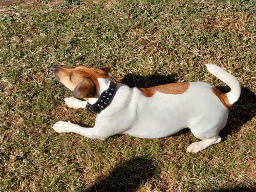 undefined review of Hand Made Leather Dog Collar- RuffNeck Black & Chrome (Regular Fit) image 1 out of 1