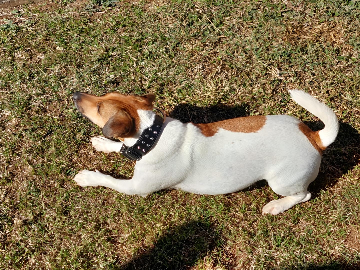 Customer photo review of Hand Made Leather Dog Collar- RuffNeck Black & Chrome (Regular Fit)