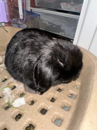 Customer photo review of BunnyDad BunnyLet Rabbit Litter Box + Hay Feeder System