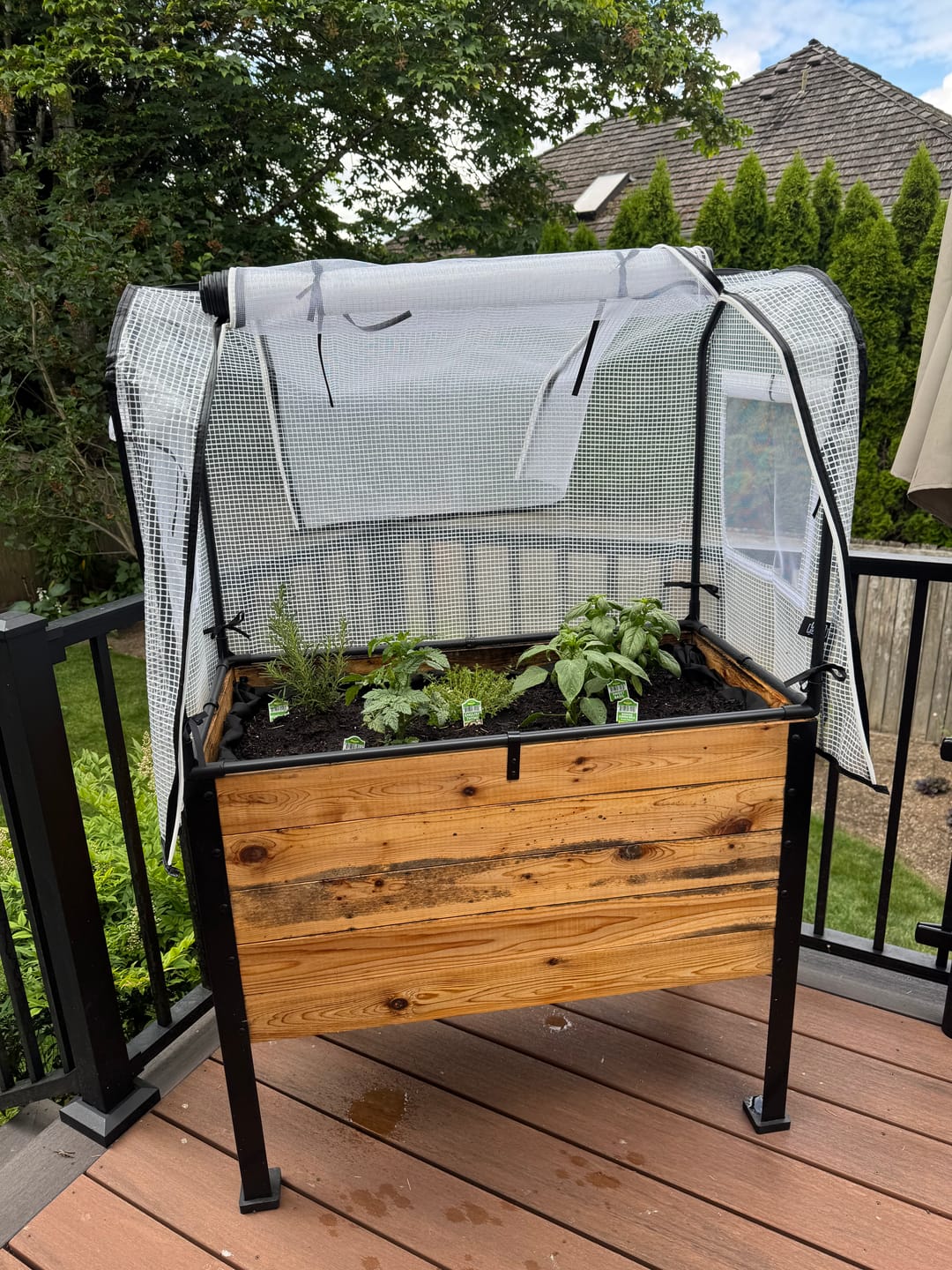 Customer photo review of Greenhouse Cover