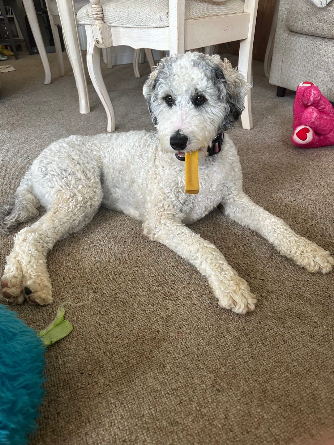 Customer photo review of Strawberry Himalayan Yak Chew (MEDIUM)