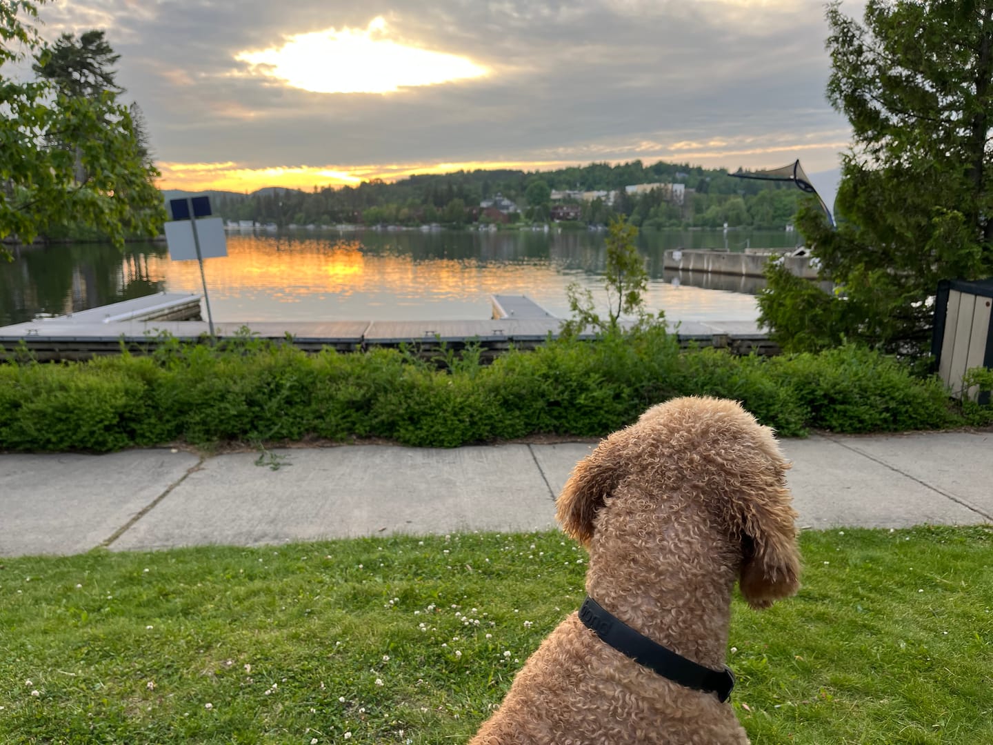 Customer photo review of Horizon Pulsar - Nourriture sans grains pour chien