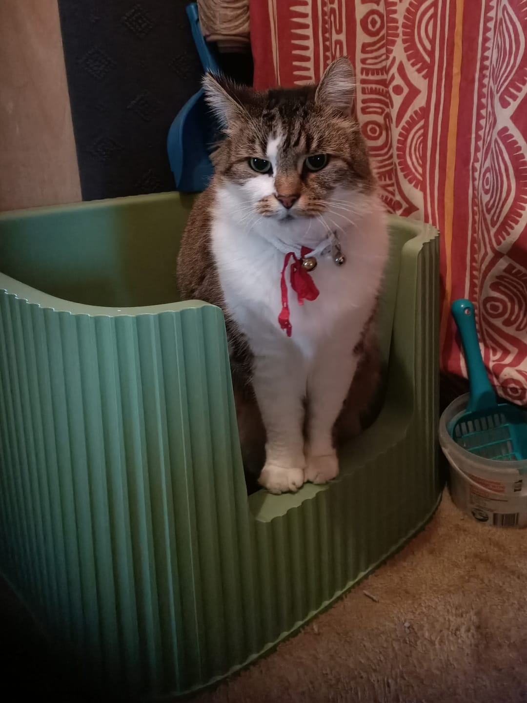 Customer photo review of Michu XXL Sage Deluxe Cat Litter Box - Spacious Design