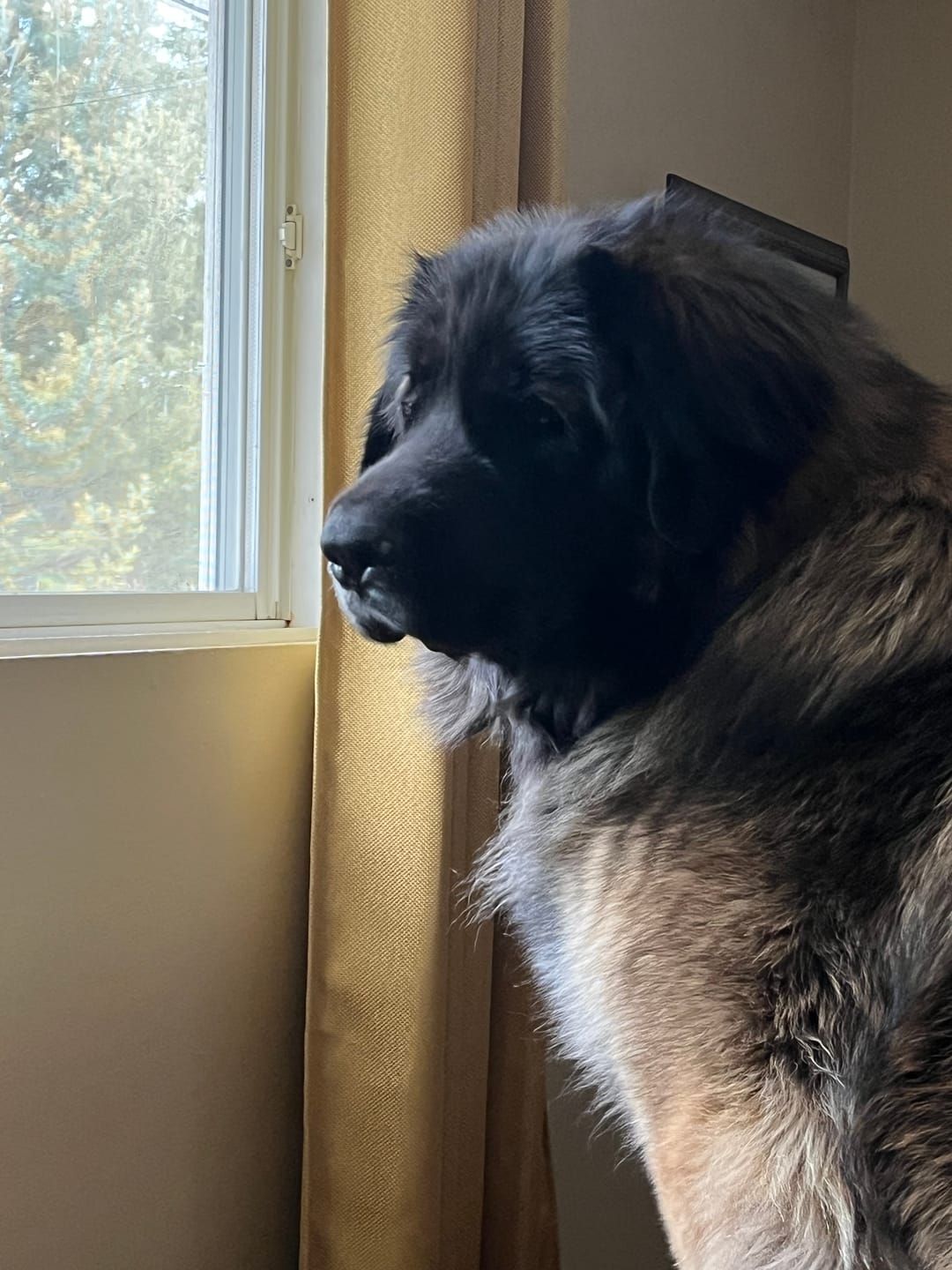 Customer photo review of PEASY (Stress, Anxiété, Nervosité) pour chiens et chats