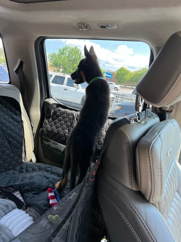 Customer photo review of RuffRover 2.0™ - Hard Bottom Back Seat Extender + (FREE Dog Bed)