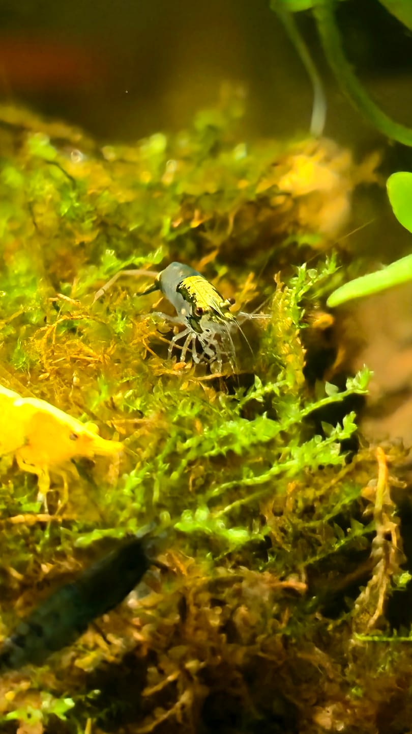 Customer photo review of Carbon Rili Shrimp