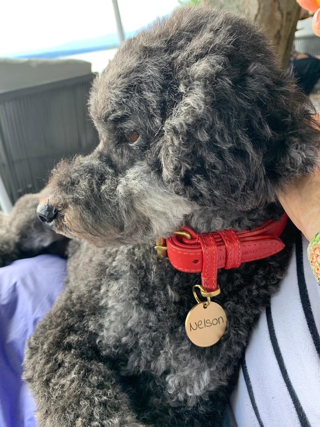 Customer photo review of Runde Hundemarke mit Gravur, Name und Telefon personalisiert