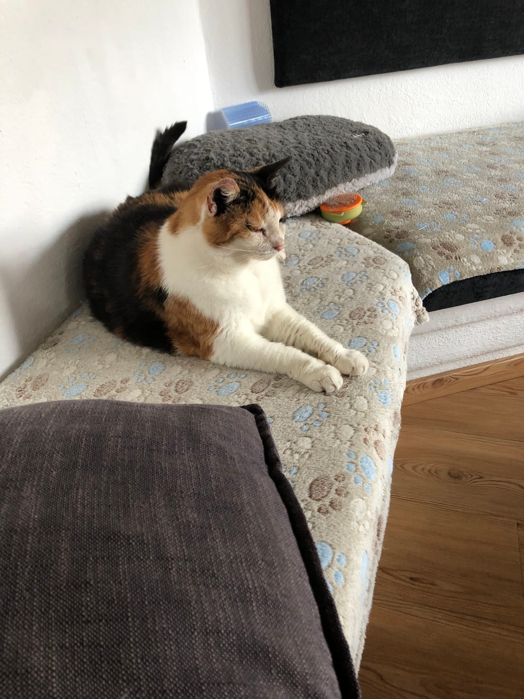 Customer photo review of Katzen Gesundheits Ratgeber von Majescats