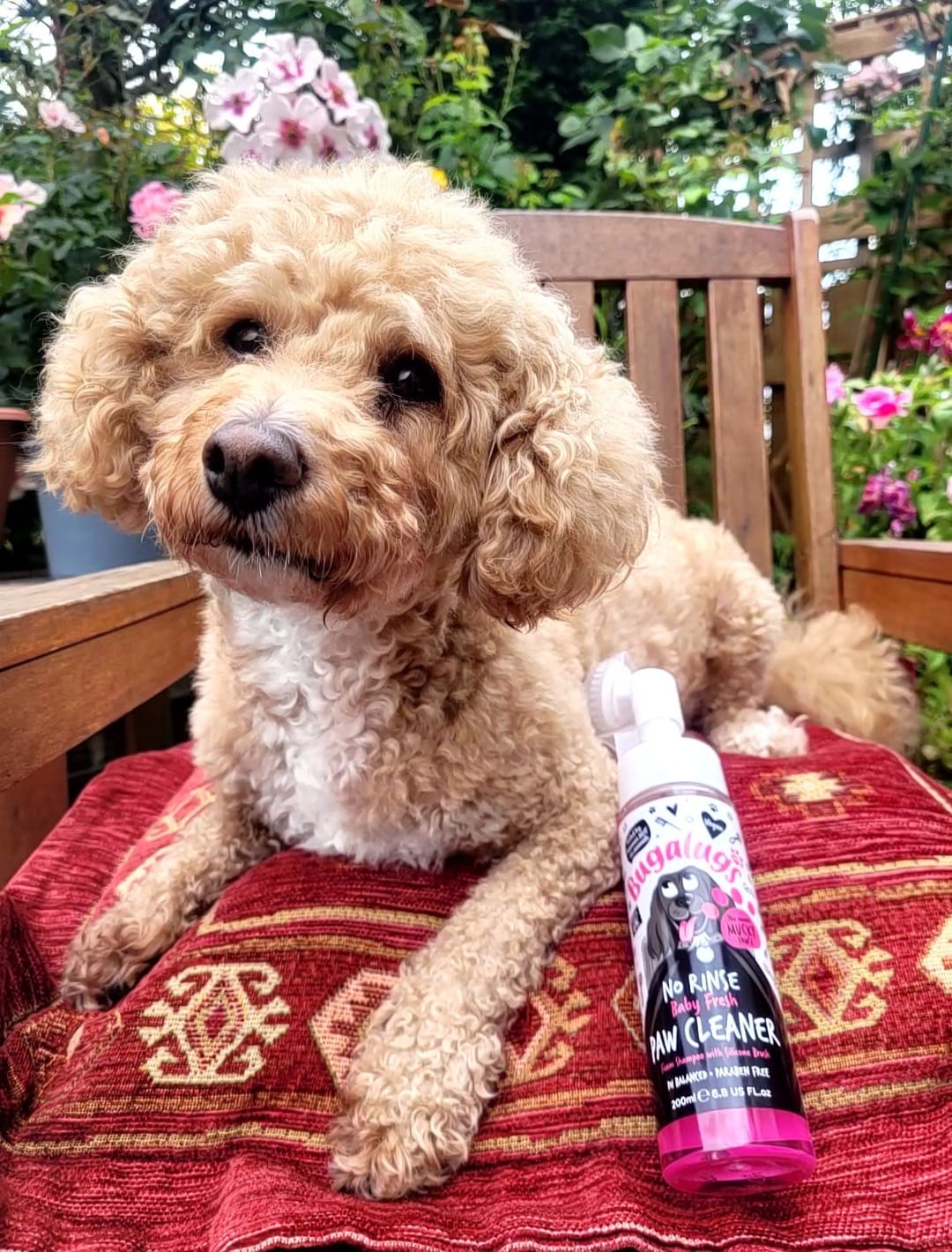 Customer photo review of Baby Fresh No Rinse Paw Cleaner for Dogs & Cats