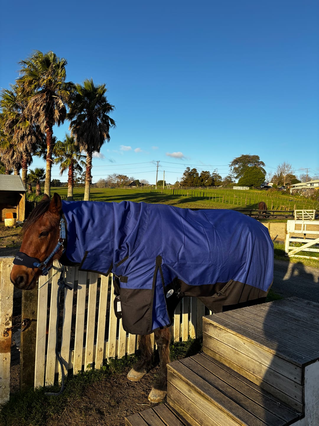 Customer photo review of NZ Tack Duke 1200D Combo