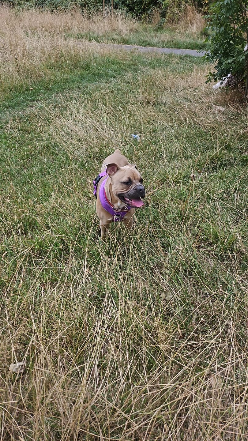 Customer photo review of Slip on Harness | Foam Padded - Purple