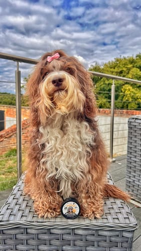 Customer photo review of Oatmeal Nose & Paw Balm Pot for Dogs