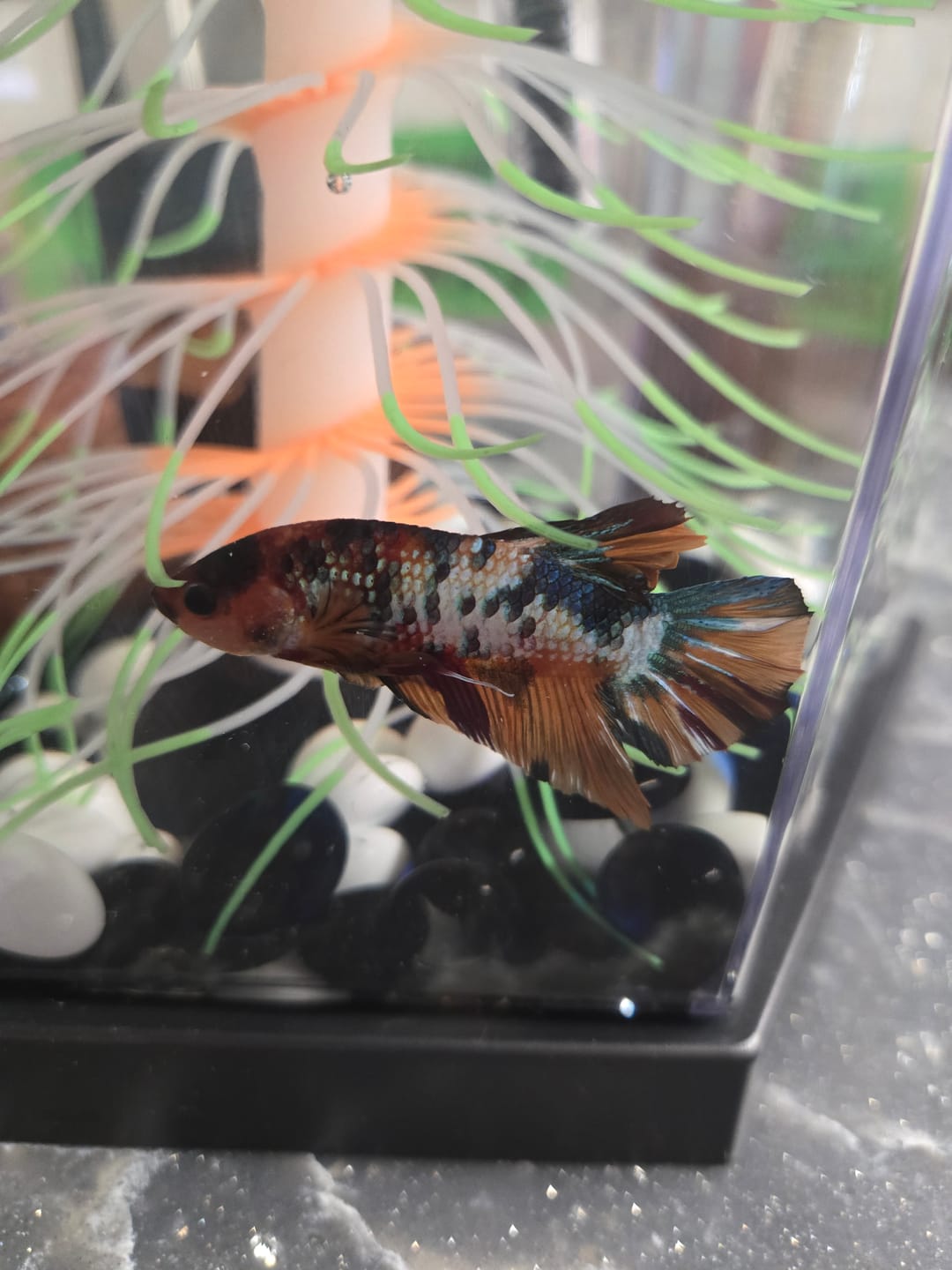 Customer photo review of Koi Multicolor Candy Plakat Male Betta Fish | High Grade | Mystery Betta