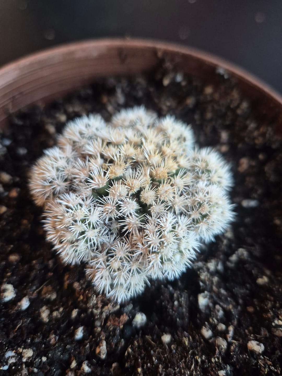 Customer photo review of Mammillaria Vetula ssp Gracilis 'Arizona Snowcap'