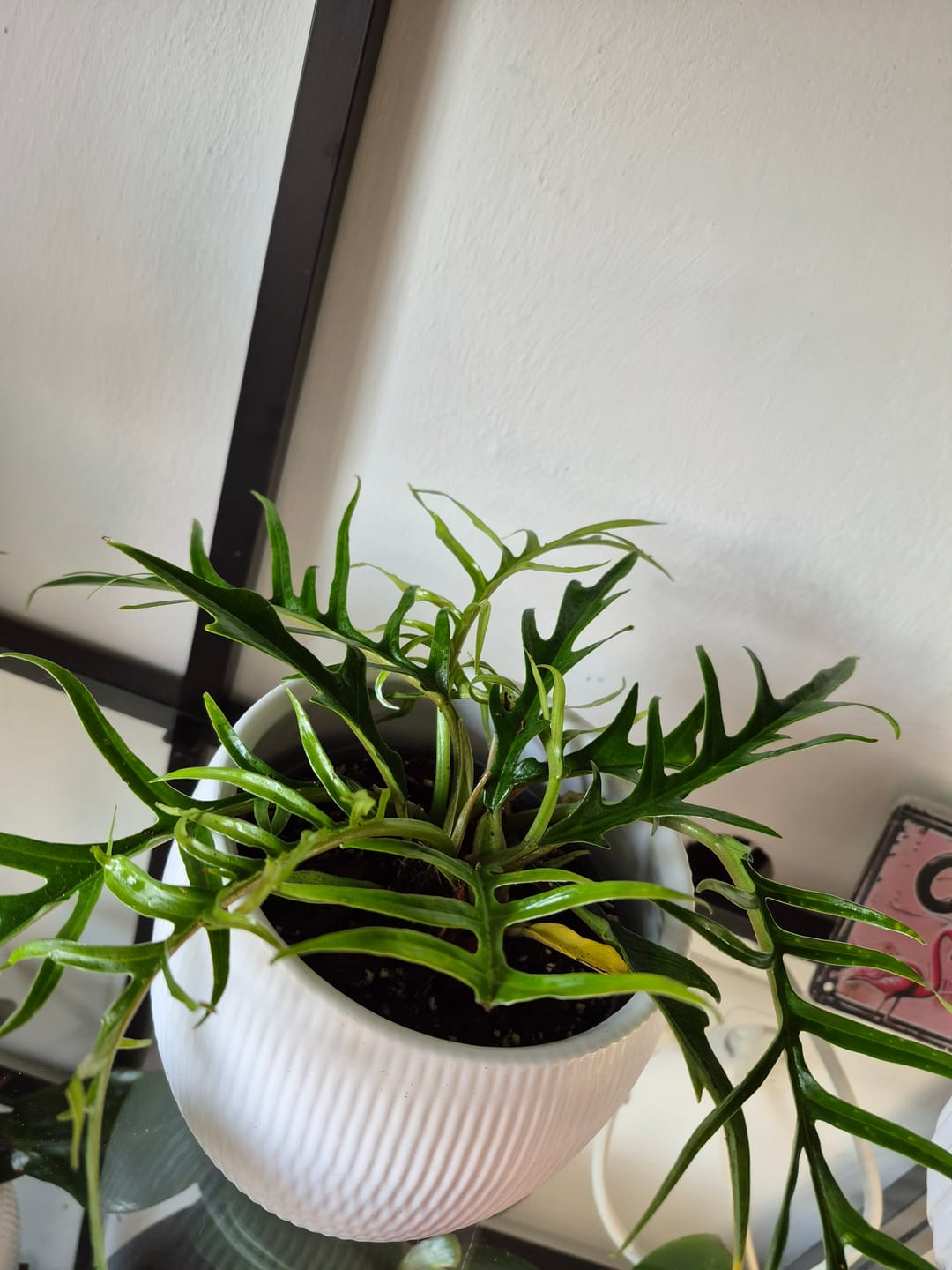 Customer photo review of PHILODENDRON TORTUM