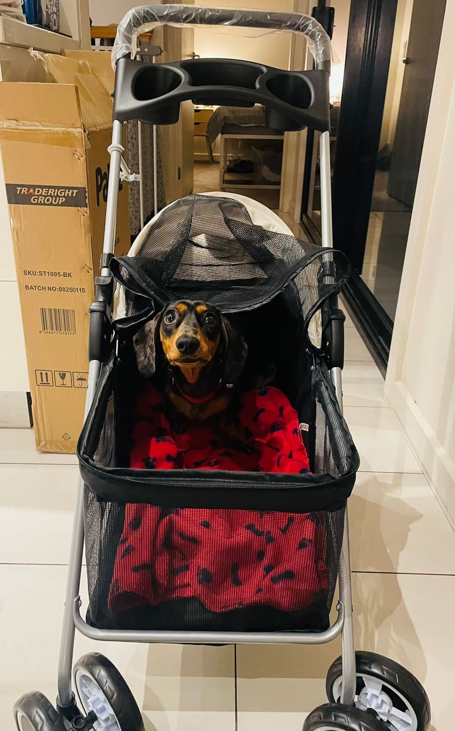 Customer photo review of Pawz Compact & Comfortable Pet Stroller