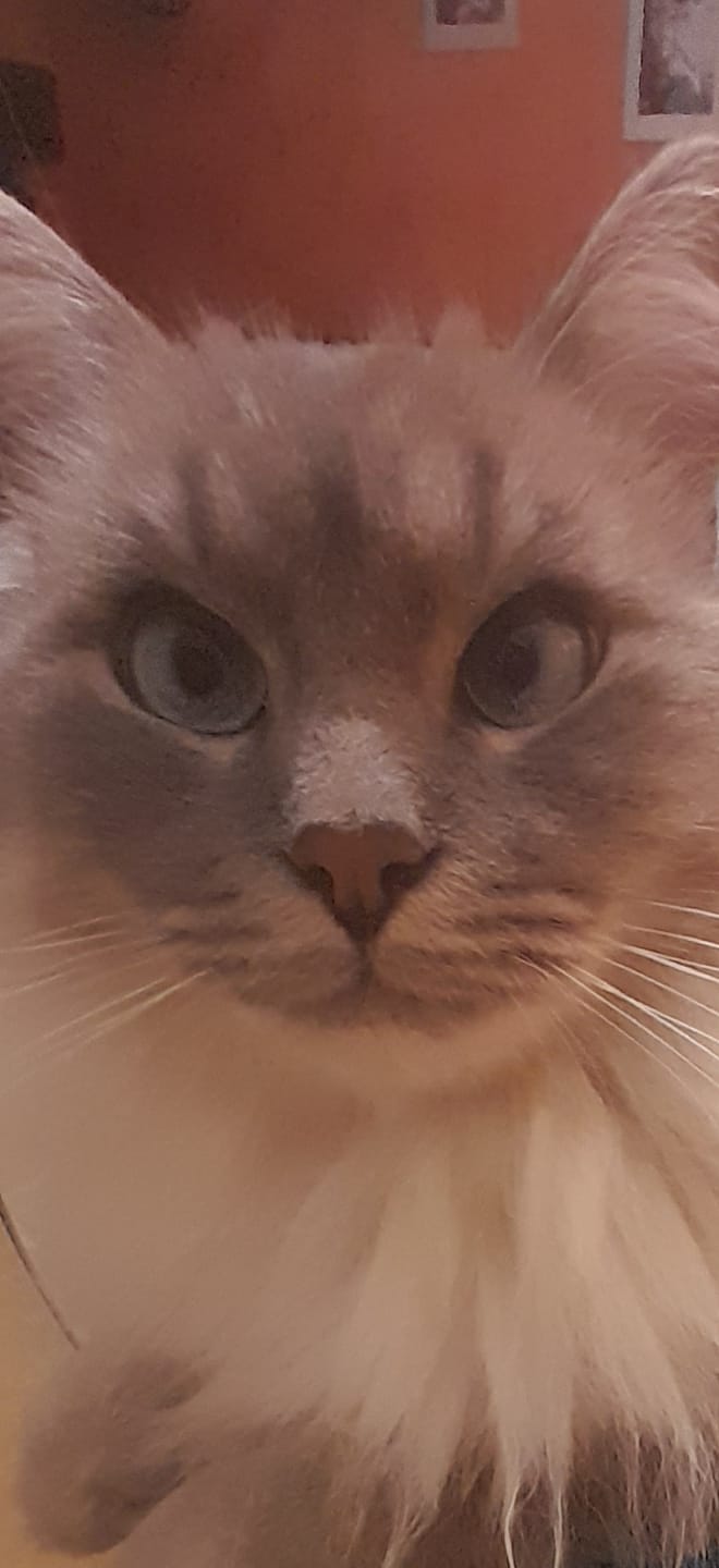 Customer photo review of Multipack d'effilés (chat stérilisé et chat adulte)