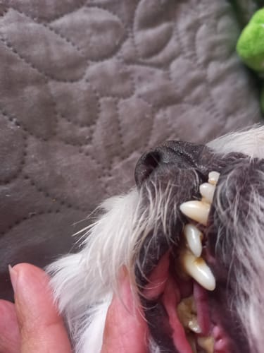Customer photo review of DentalPaw Kutya és Macska Fogkő Eltávolító Fog és Szájápoló Gél