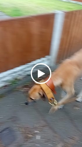 Customer video review of Martingale Collars - Soft with Brass Fittings