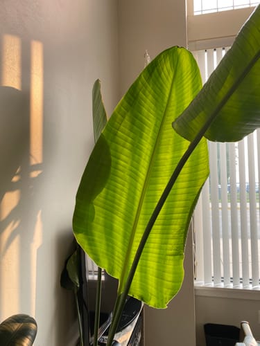 undefined review of Plant Food image 1 out of 5