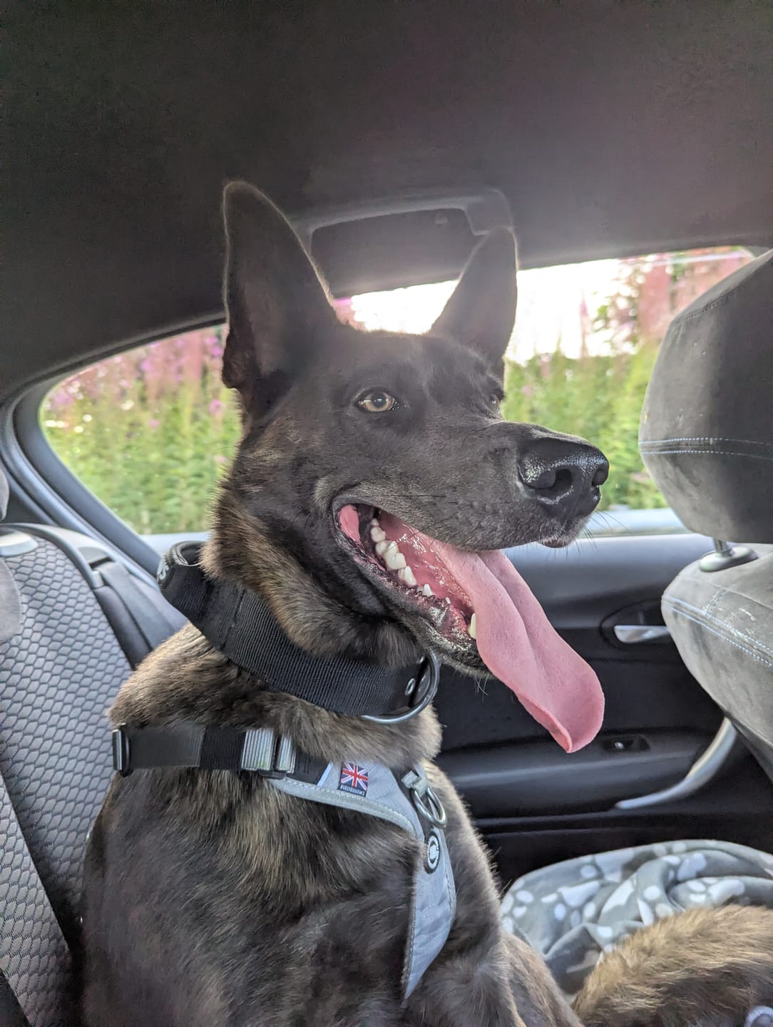 Customer photo review of Anti Pull Hurricane Harness - With Handle - Grey